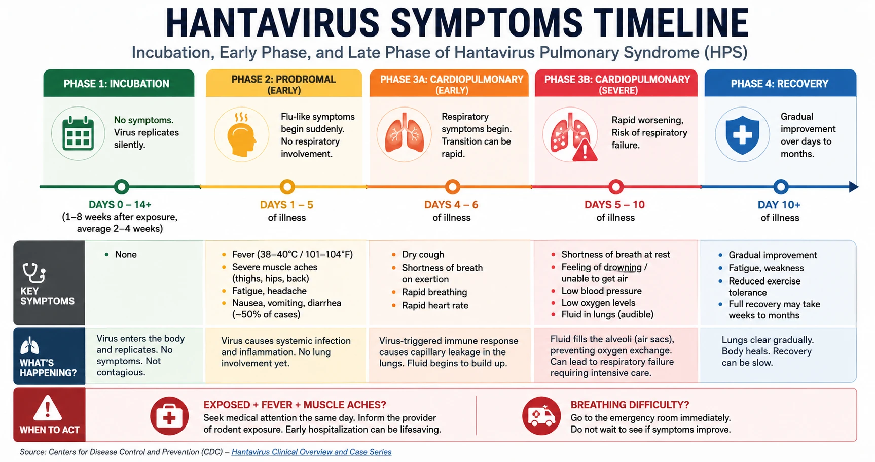 Infographic: Hantavirus symptoms timeline — incubation period, early prodromal phase, and late cardiopulmonary phase progression