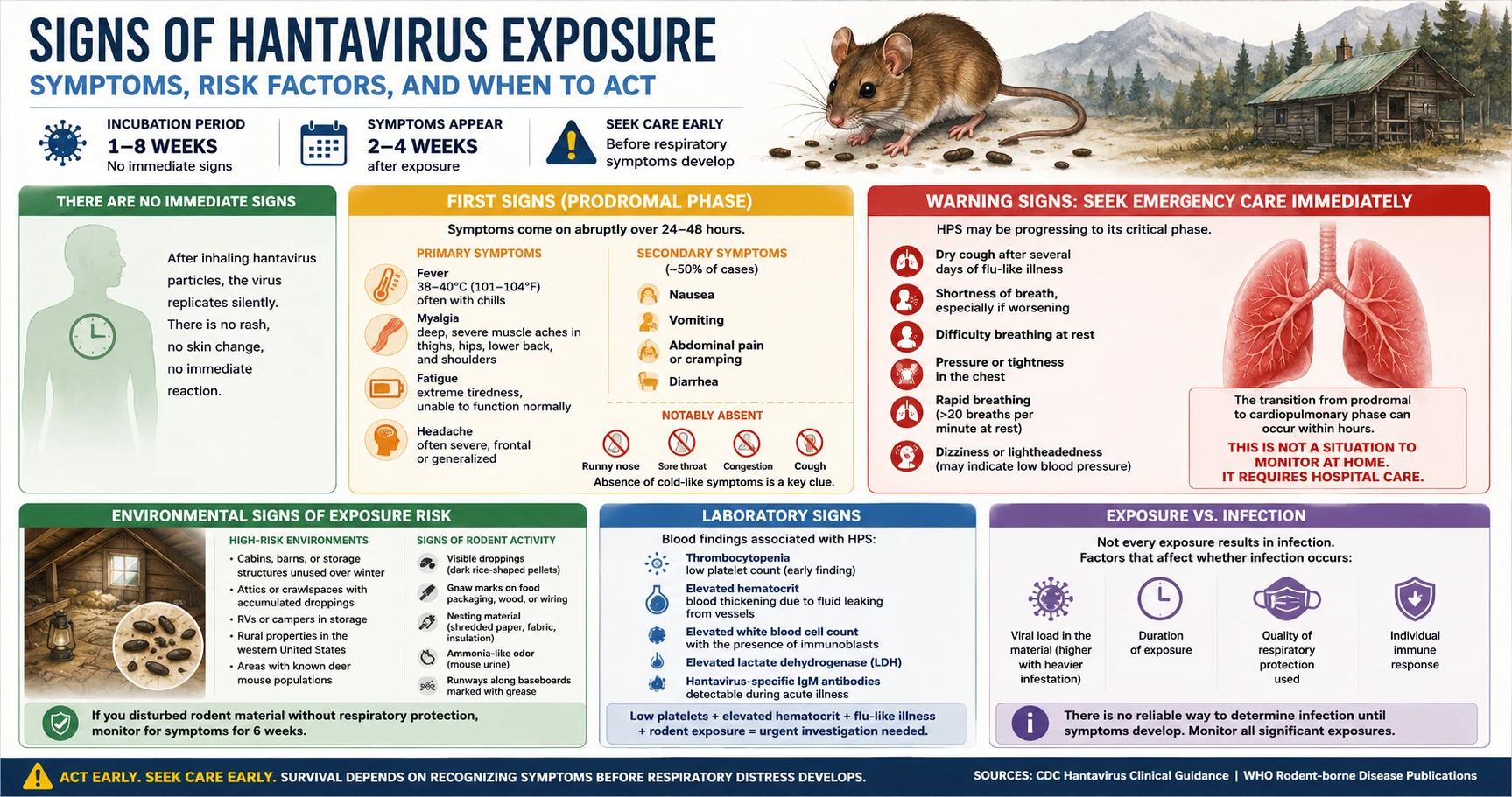 Infographic: Signs of hantavirus exposure — early symptoms, risk factors, symptom progression, and when to seek immediate care