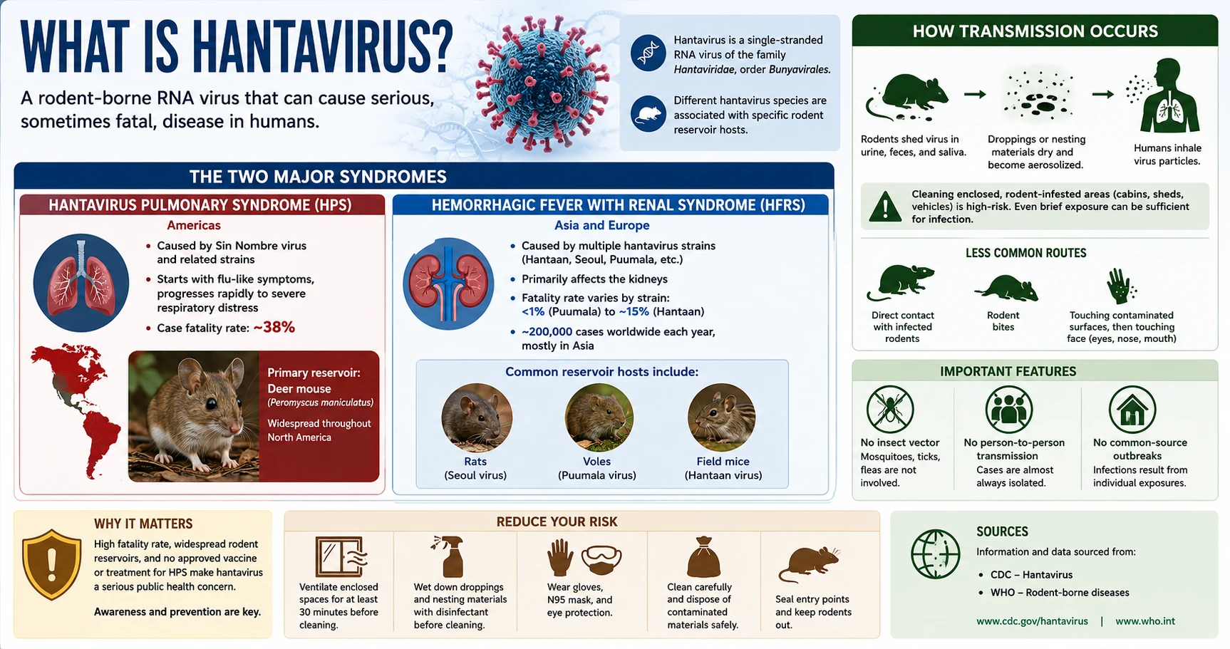Infographic: What is hantavirus — causes, HPS and HFRS syndromes, transmission routes, and who is at risk