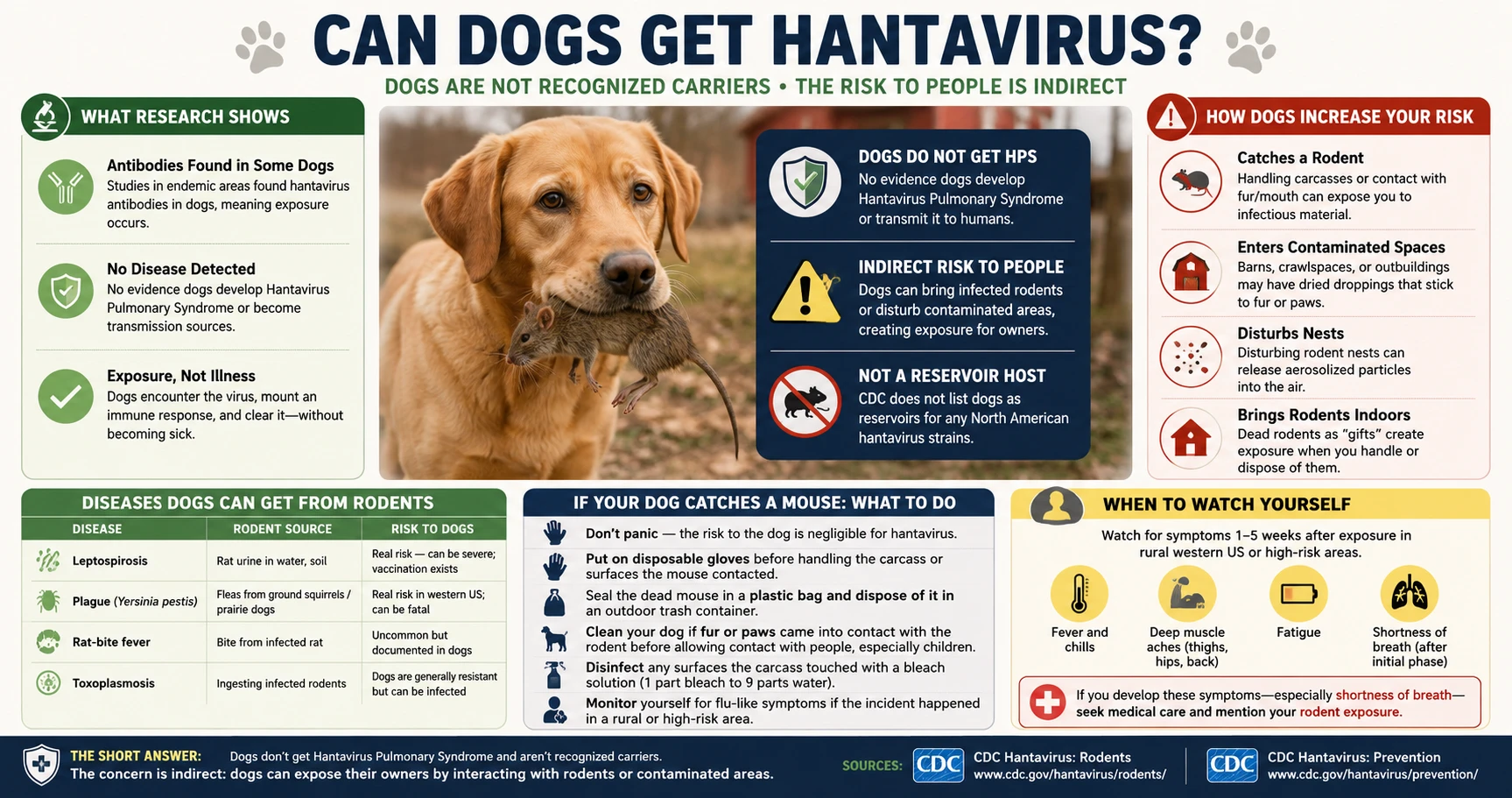 Infographic: Can dogs get hantavirus — dogs not recognized carriers, indirect exposure risk from mice, what to watch for, and when to call a vet