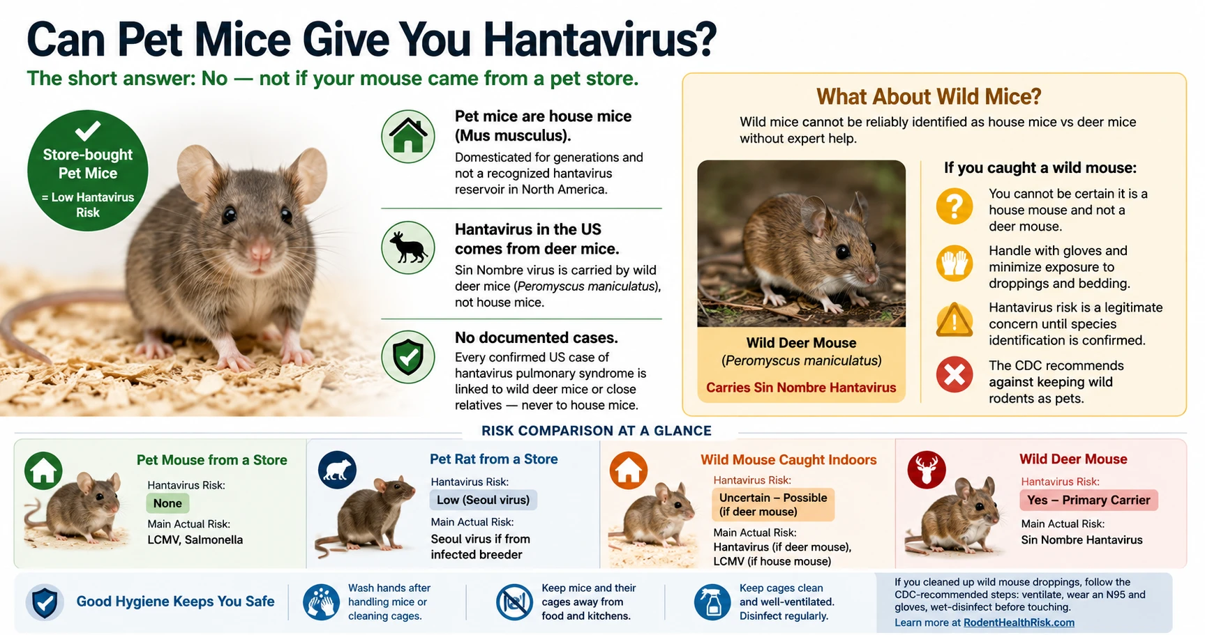 Infographic comparing hantavirus risk from pet mice vs wild deer mice, showing pet store mice carry no hantavirus risk