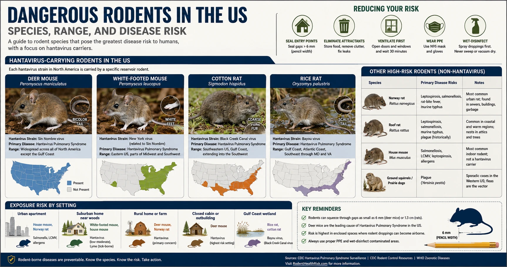 Infographic: Dangerous rodents in the US — hantavirus-carrying species with range maps, disease risk by setting, and risk reduction tips