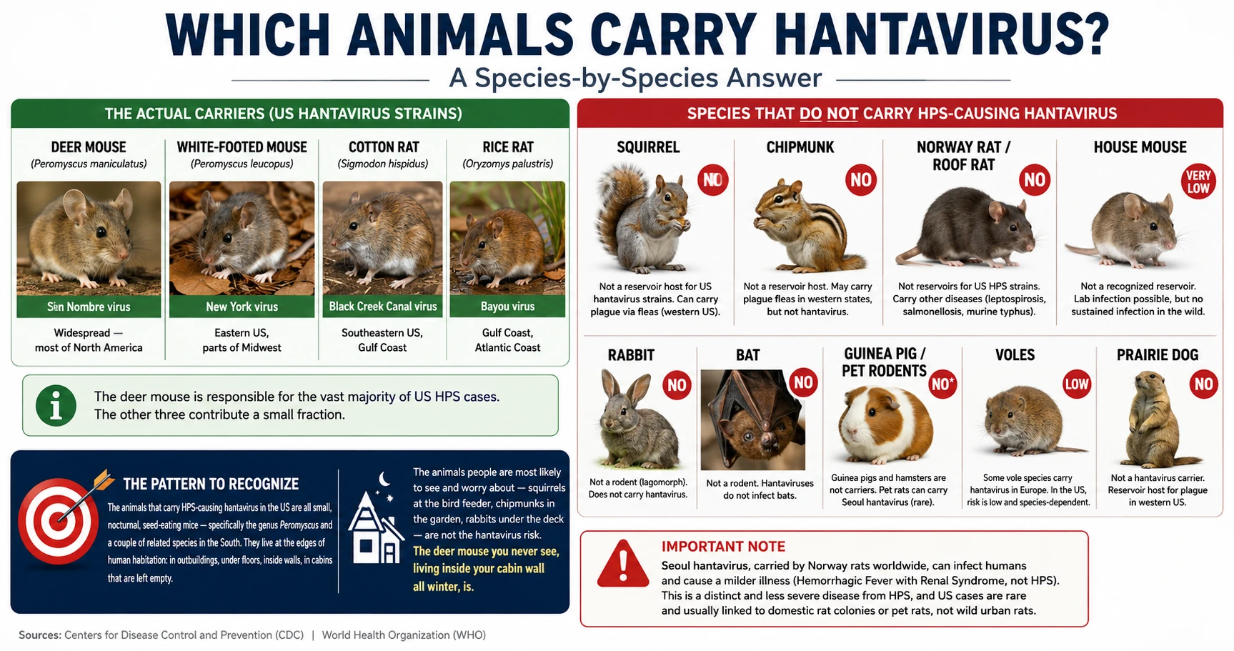 Infographic: Which animals carry hantavirus — deer mouse YES, squirrel NO, chipmunk NO, rabbit NO, bat NO, roof rat NO, with brief explanation for each